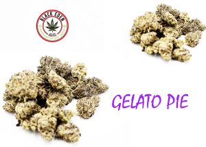 GELATO PIE (EXOTIC-SHELF)