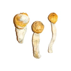 True Albino Teachers/ PENIS ENVY