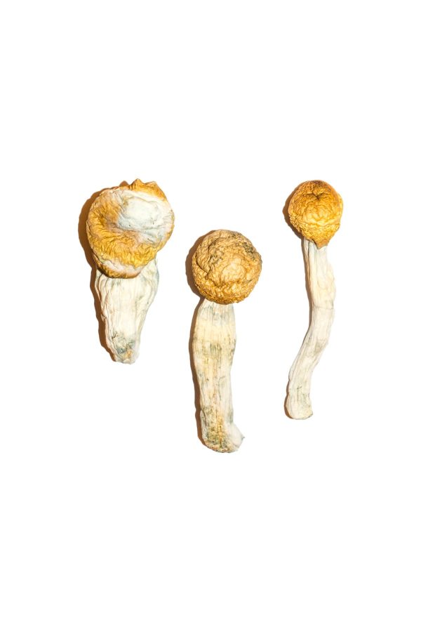 True Albino Teachers/ PENIS ENVY