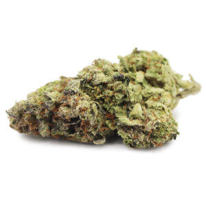 Mimosa l Hybrid (5 grams)