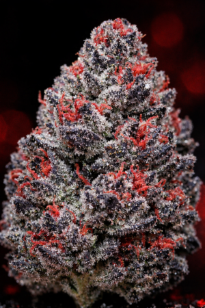 Red Gary l HYBRID (5 grams)