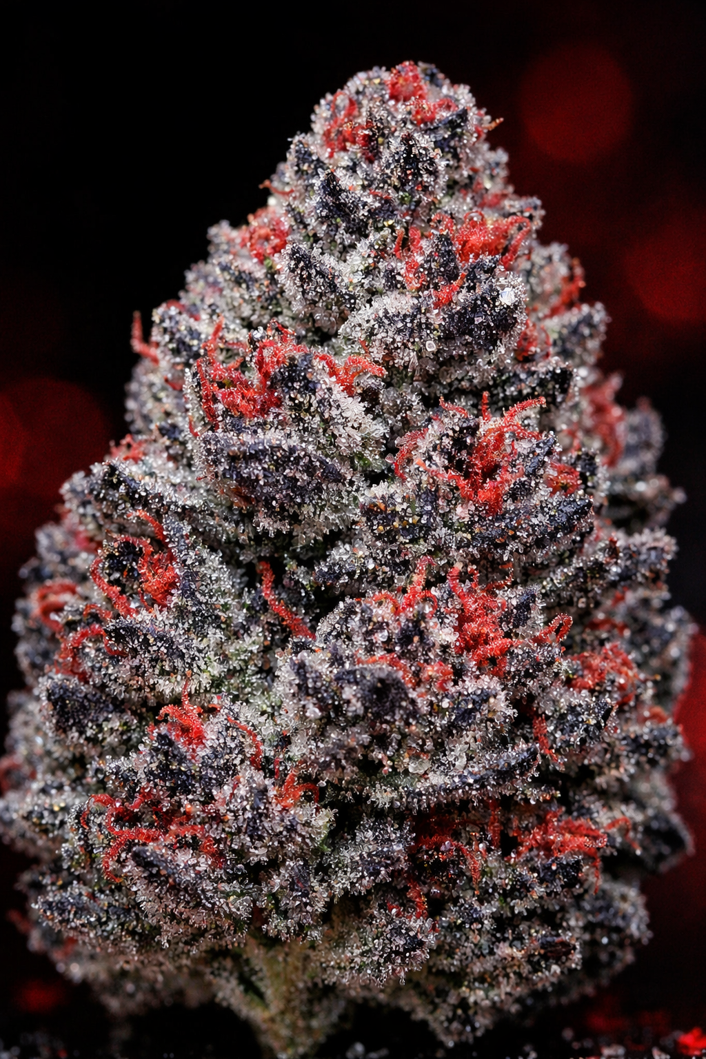 Red Gary l HYBRID (5 grams)