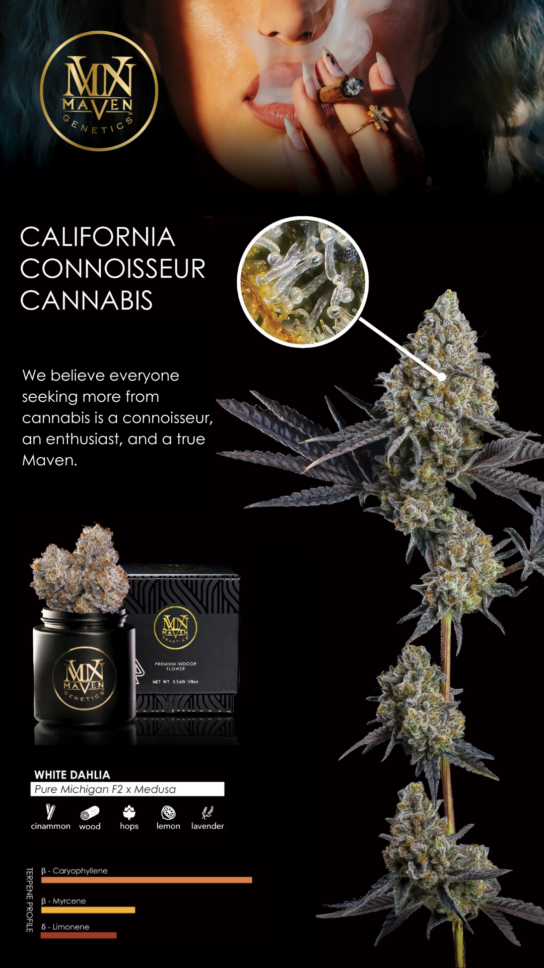 MVN - Prizm x RSX #5 - Flower - Eighth - PP, Maven Genetics - Image 2