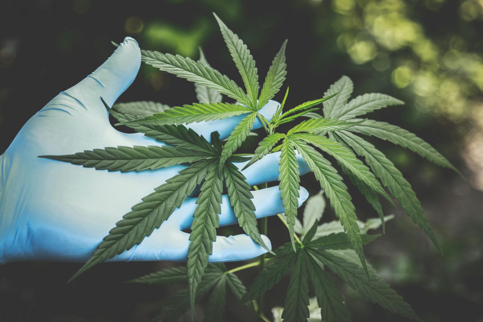 Medical Cannabis Is Growing in Popularity